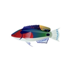 Vanatu Fairy Wrasse